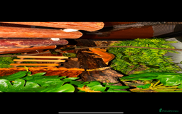 Gecko reptiles for sale: Male crested gecko - Image 1