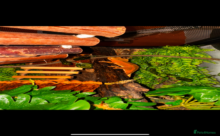 Gecko reptiles - Advert 3