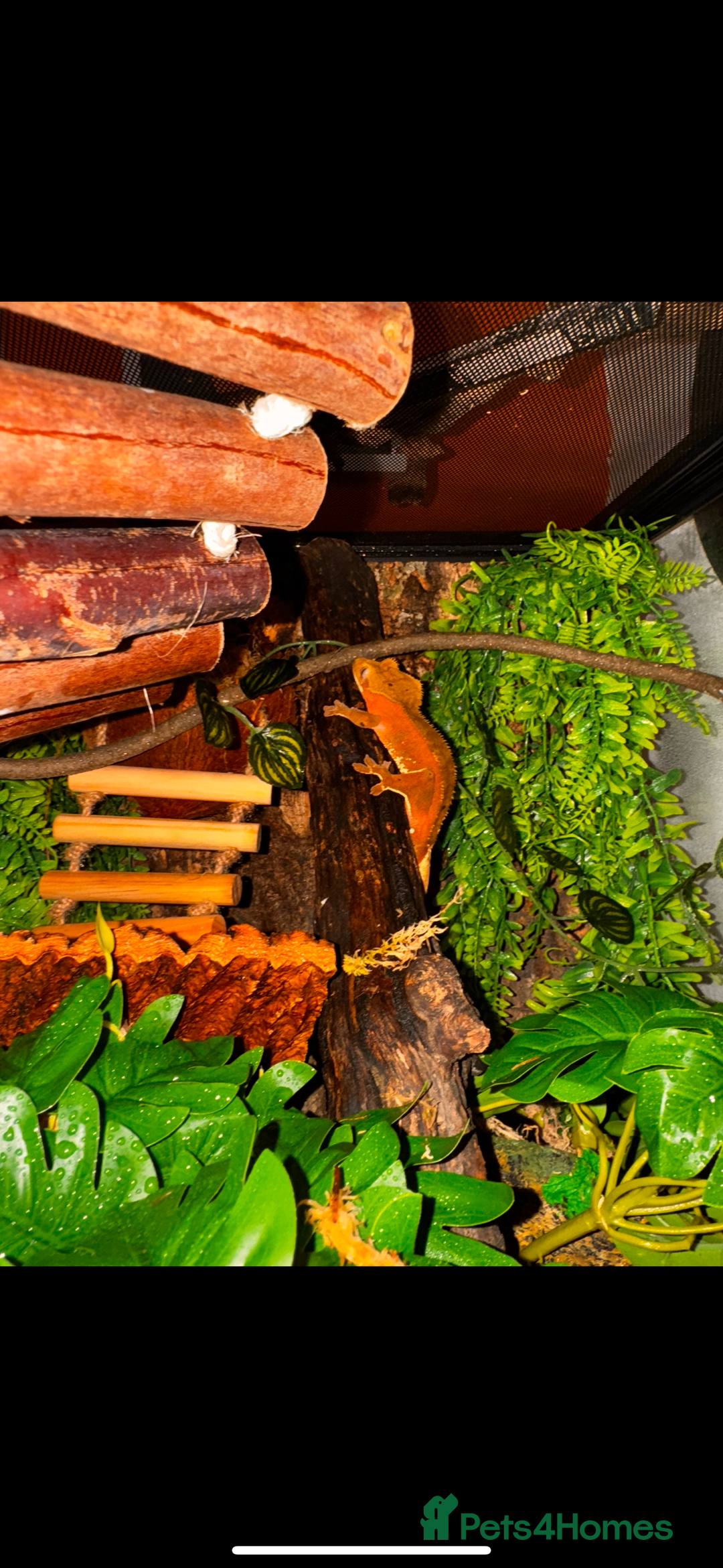 Gecko reptiles for sale: Male crested gecko - Image 1