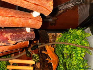 Gecko reptiles for sale - Advert 1