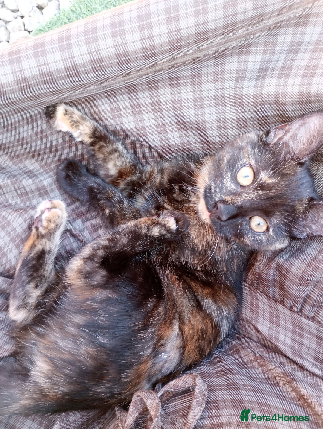 British Shorthair cats for sale: Cat for sale - Image 1