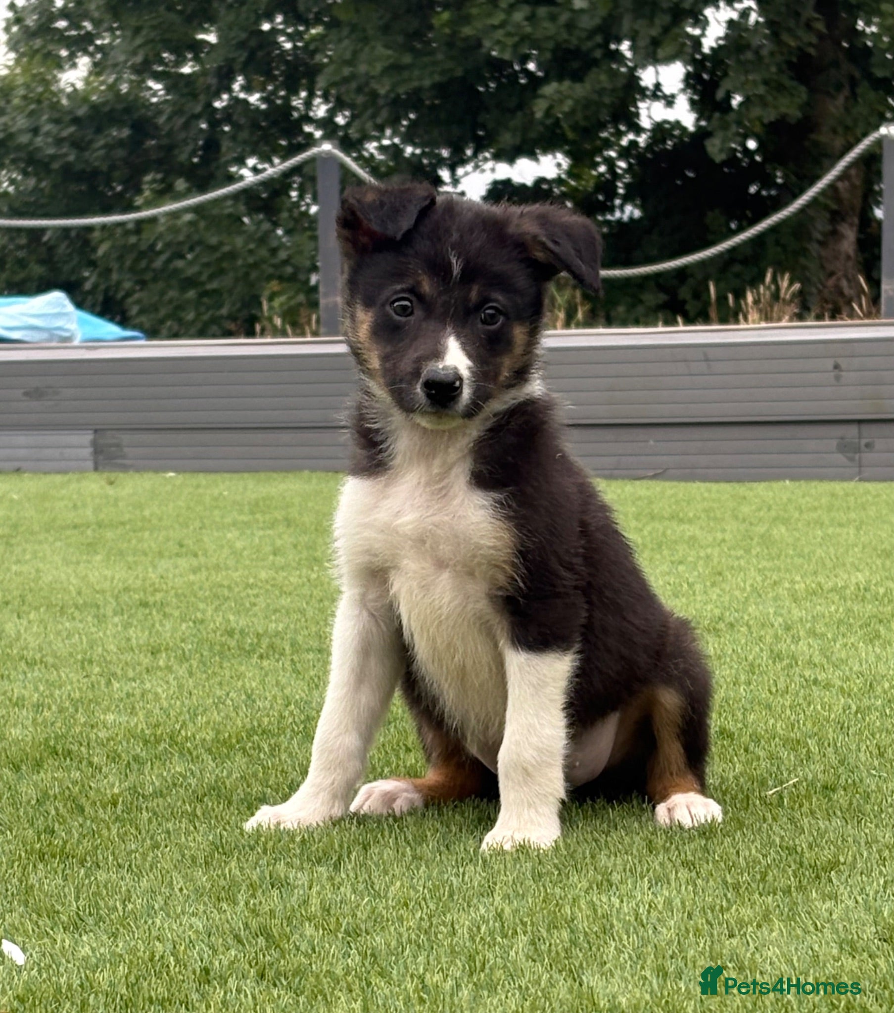 Border Collie dogs Pedigree Registered World Class Pups for sale - Advert 12