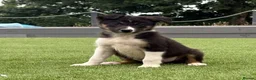 Border Collie dogs for sale: Pedigree Registered World Class Pups for sale - Advert 1