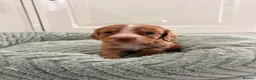 Cocker Spaniel dogs for sale: Cocker spaniel puppies in Doncaster - Advert 10