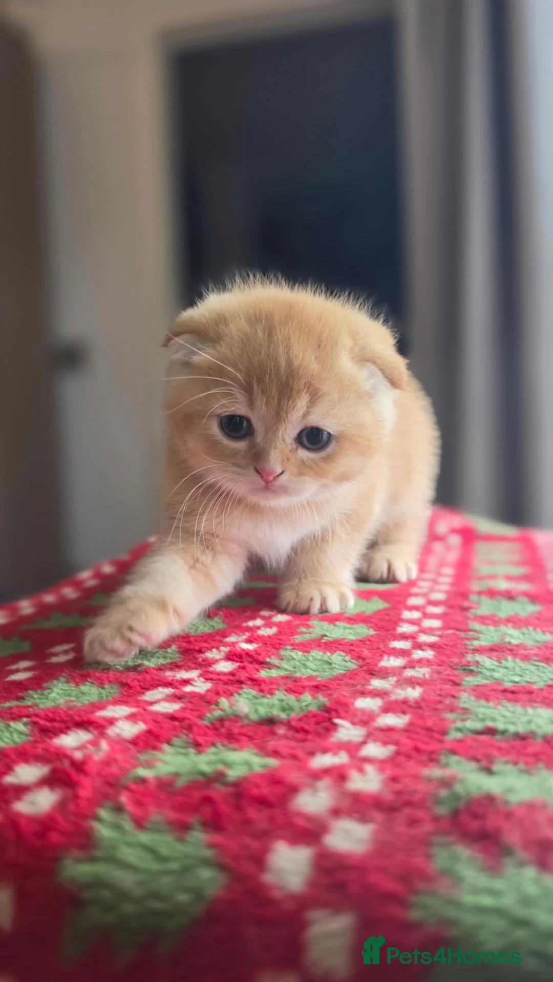 Scottish Fold cats for sale: Scottish Fold Kittens  - Advert 2