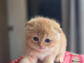Scottish Fold cats Scottish Fold Kittens - Advert 2