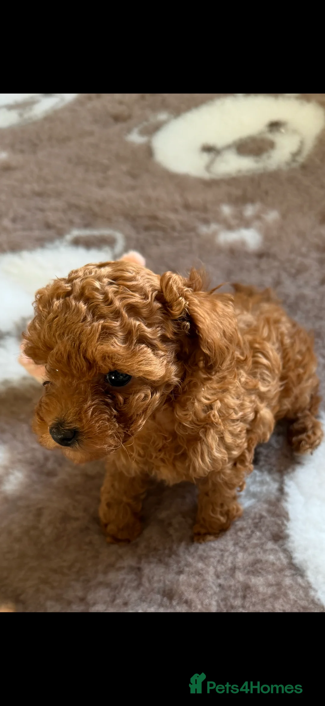 Toy Poodle dogs for sale: Outstanding KC reg Red Toy Poodles  - Advert 18