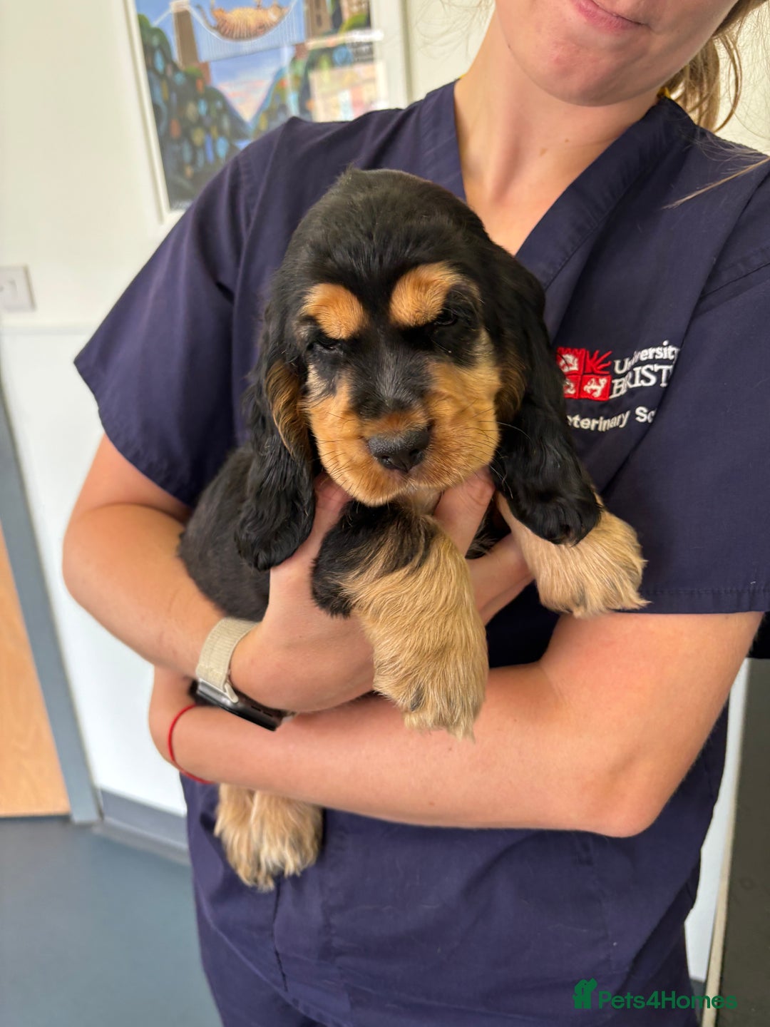 Cocker Spaniel dogs for sale: KC & HEALTH TESTED CHOC SABLE PUPS - Image 13