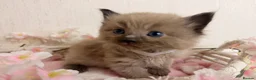 Ragdoll cats for sale: 10 Stunning Ragdoll Kittens available 🐾 in Henfield - Advert 13