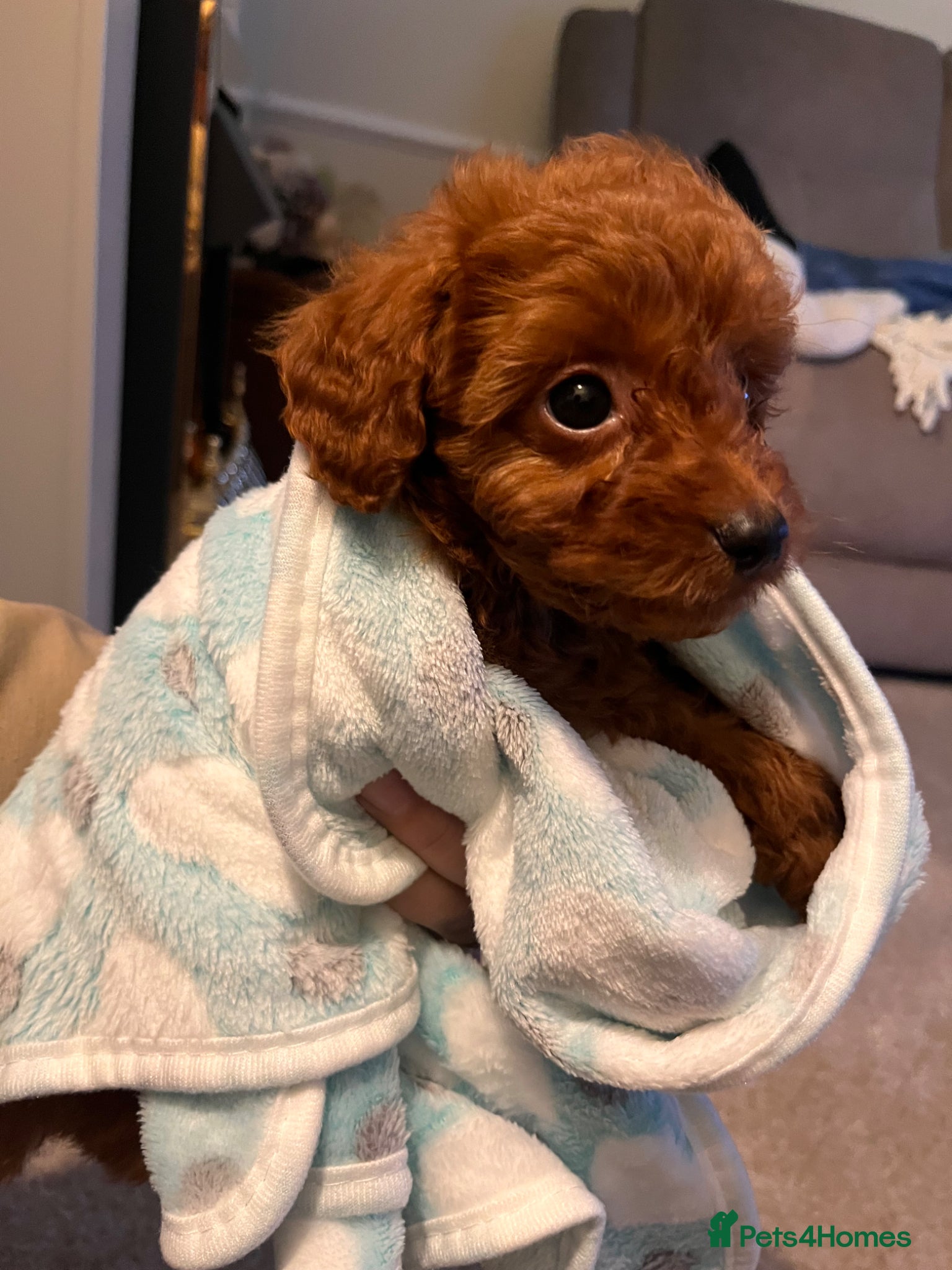 Cavapoo dogs Red Cavapoo pups - Advert 4