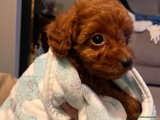 Cavapoo dogs Red Cavapoo pups - Advert 4