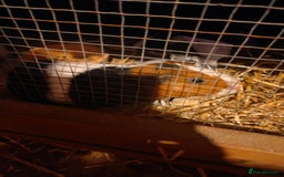 Guinea Pig rodents for sale: guinea pigs baby's and a adult female  - Image 3
