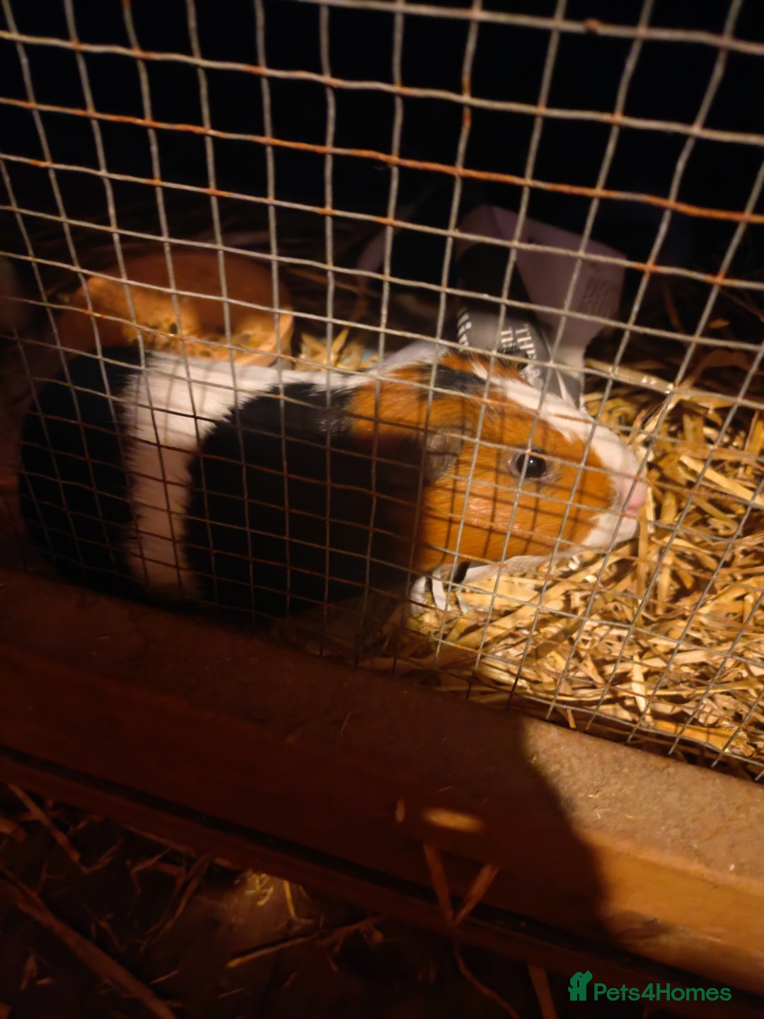 Guinea Pig rodents for sale: guinea pigs baby's and a adult female  - Image 3