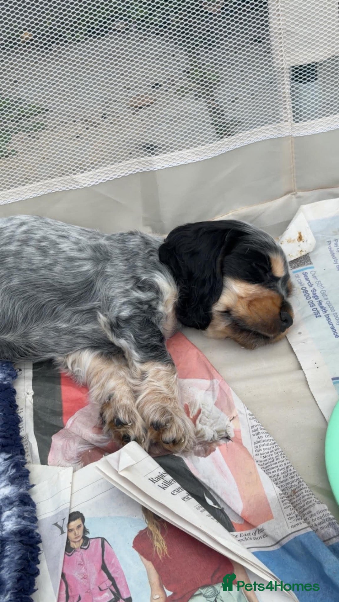 Cocker Spaniel dogs Show cocker spaniel puppies - Advert 2