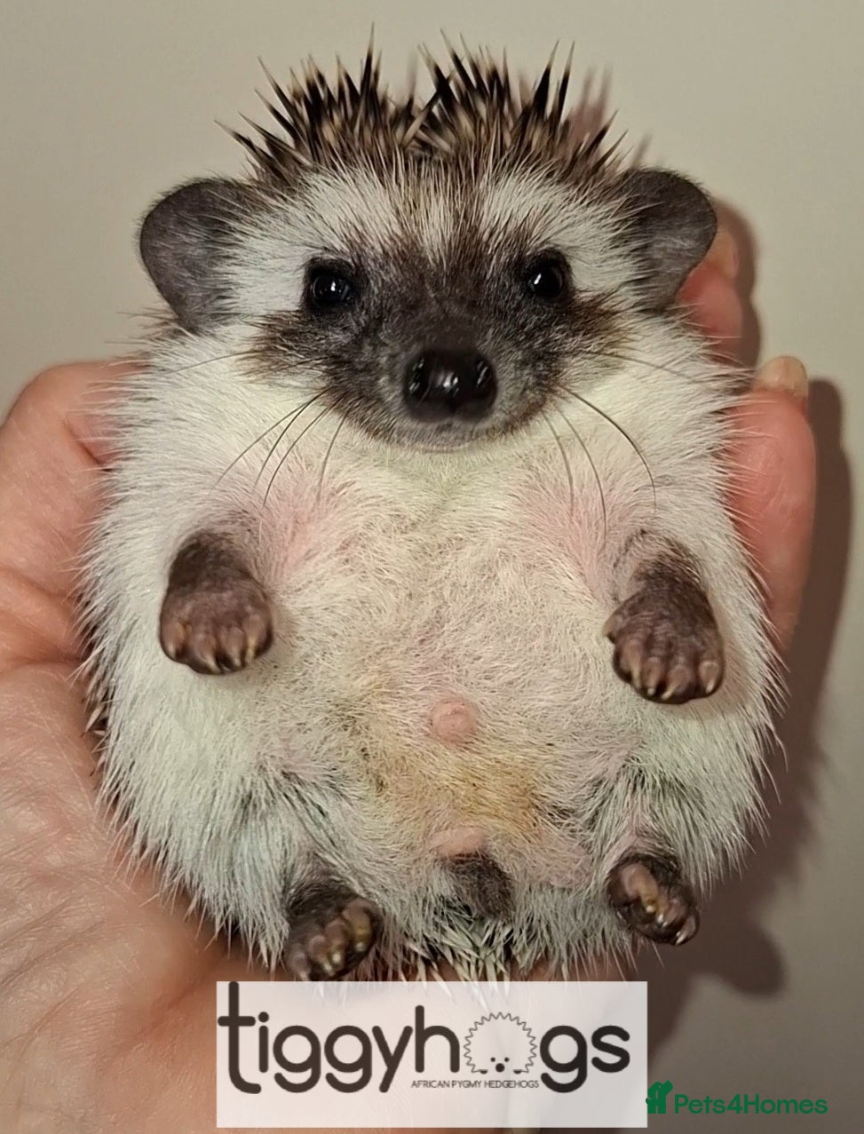 Pygmy Hedgehog rodents New pics added 19/4 male and females available  - Advert 1
