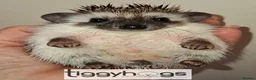 Pygmy Hedgehog rodents for sale: Ready from 9th may - 1 handsome Male - Advert 11