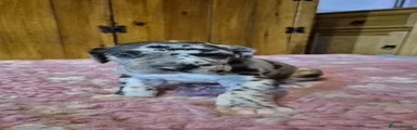 Great Dane 3