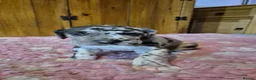 Great Dane dogs for sale: Beautiful KC Registered Great Danes Puppies - Advert 9