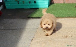 Cavapoo dogs for sale: F1 Cavapoo puppies for sale FULLY VACCINATED - Advert 36