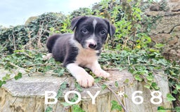 Border Collie dogs for sale: Beautiful farm-bred collie pups - Image 8