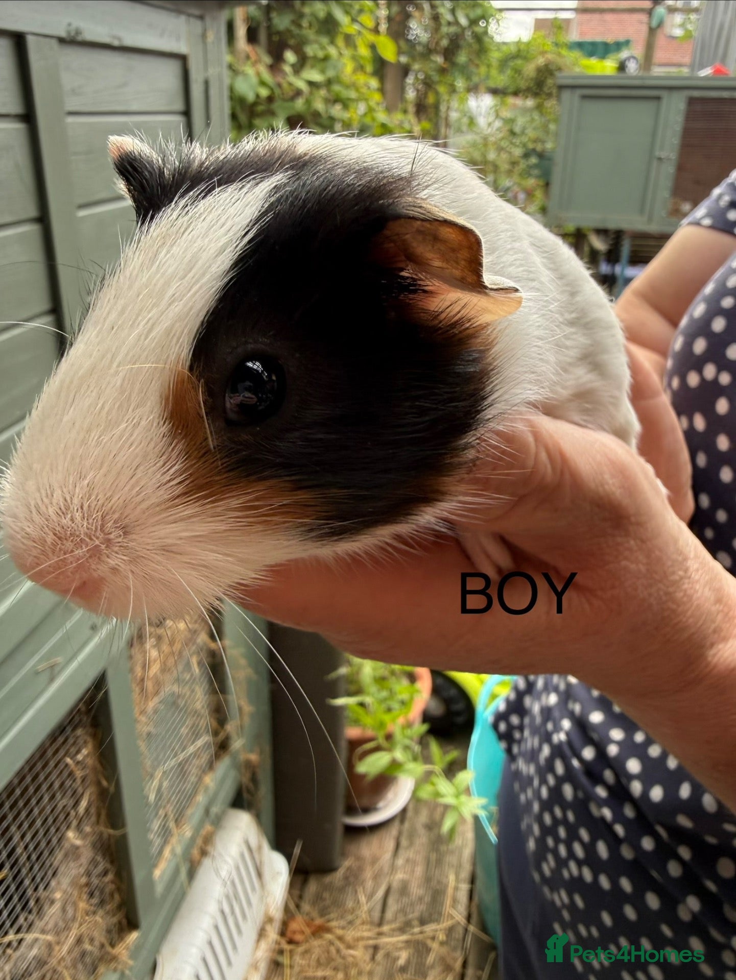 Guinea Pig rodents 2 x Boy Guinea Pigs - Advert 1