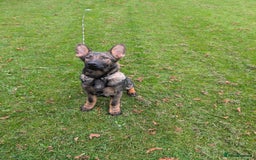 German Shepherd dogs for sale: German Shepherd puppies  - Image 13