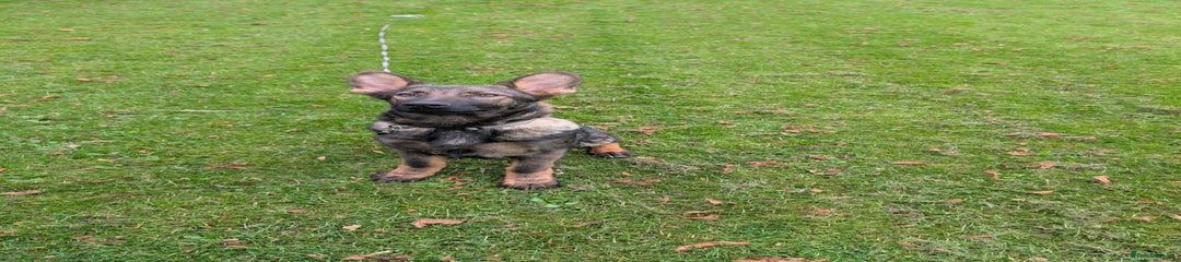 German Shepherd Puppy 2