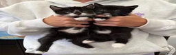 Mixed Breed cats for sale: Beautiful black & white kittens for sale  - Advert 5