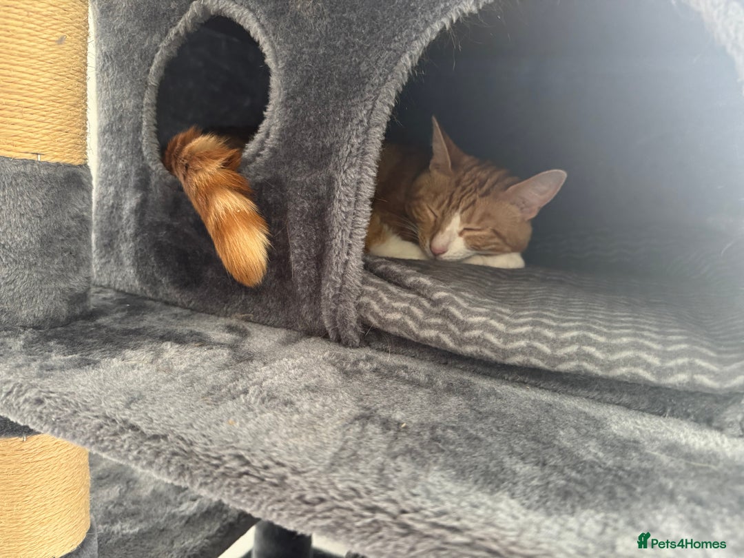 Mixed Breed cats for sale: Marla ginger cat  - Advert 22