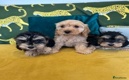 Cockapoo dogs for sale: F1 cocapoos - Image 6