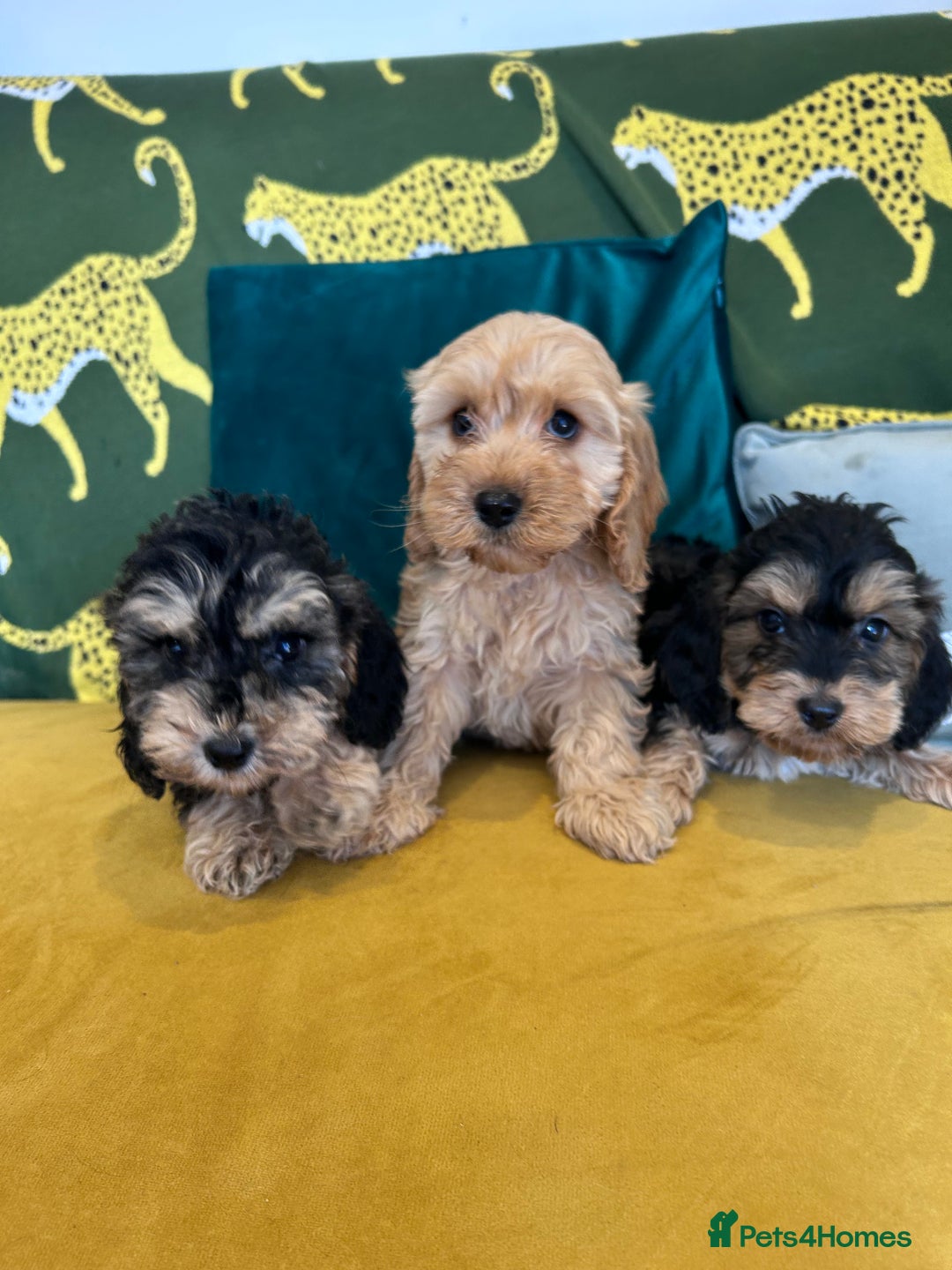 Cockapoo dogs for sale: F1 cocapoos - Image 6