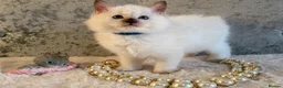 Ragdoll cats for sale: Stunning 🌟 Ragdoll Kittens 🌟  - Advert 4