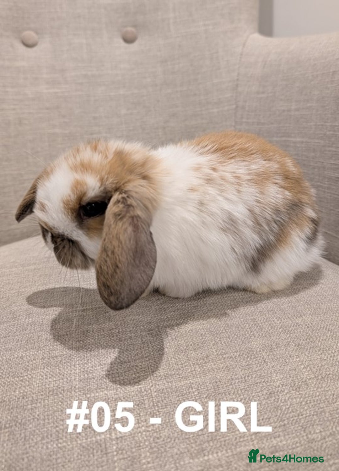 Mini Lop rabbits for sale: Exceptional Mini-Lops. Collect from: 15th January - Advert 18