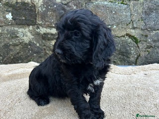 Cockapoo dogs BEAUTIFULL F1 COCKAPOO PUPPYS - Advert 1