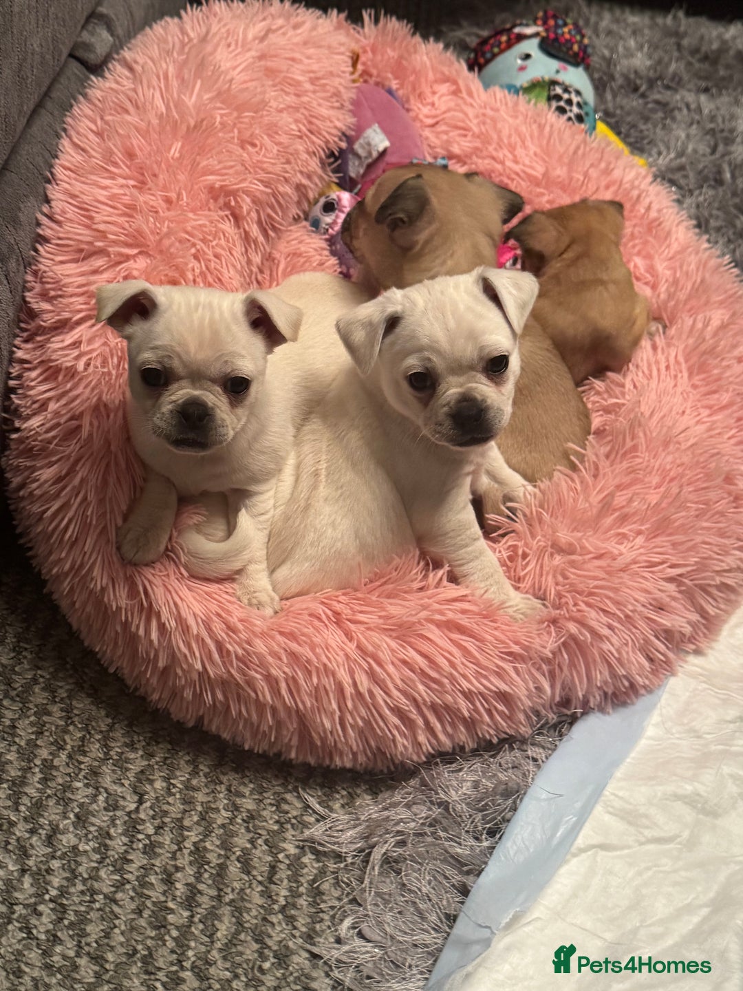 Chug dogs for sale: Lovely playful Chihuahua x Pug Puppies Boys Girls  - Advert 10