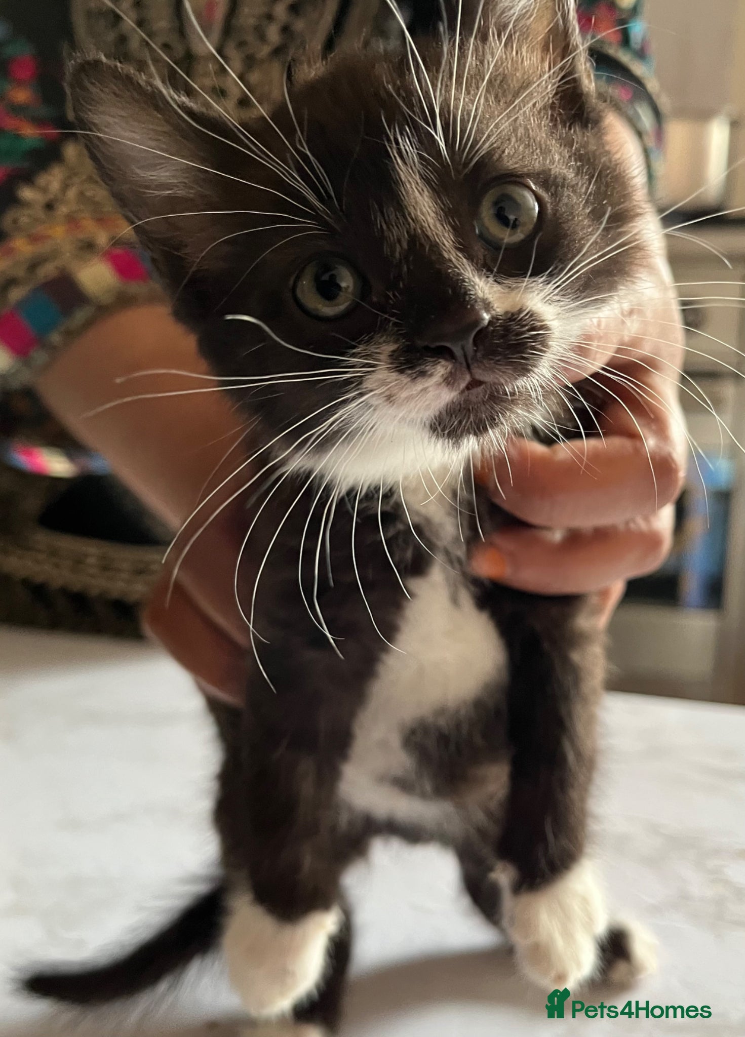 Kitten 2