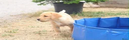 Labrador Retriever dogs for sale: Beautiful Kennel Club Registered Labrador Puppies - Advert 10