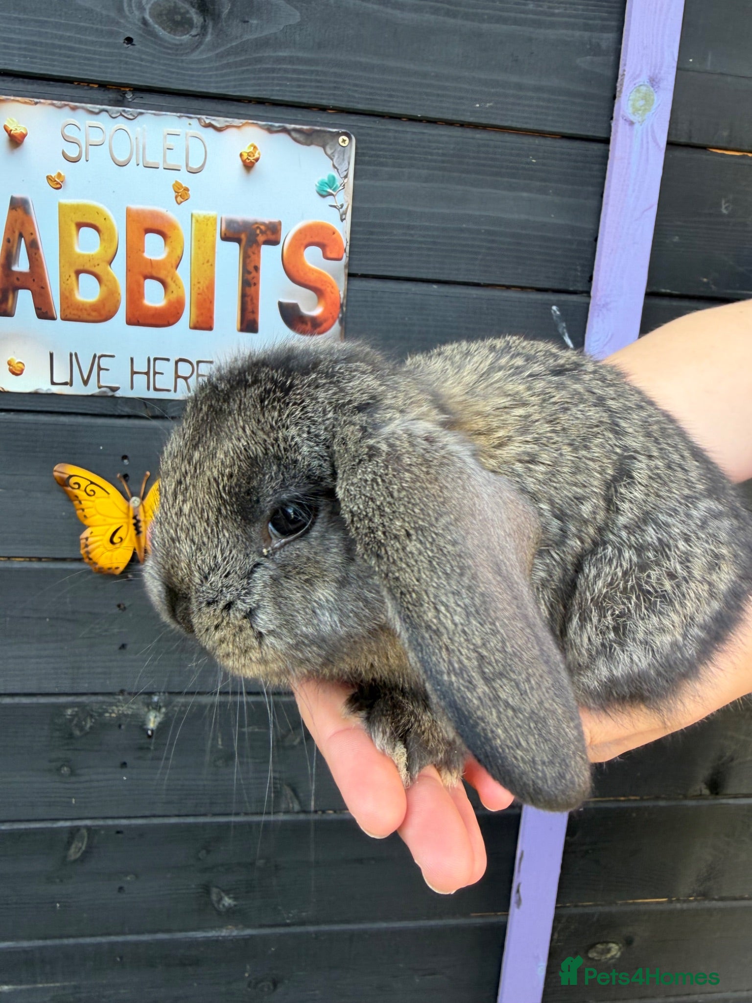 French Lop rabbits French lops  - Advert 4