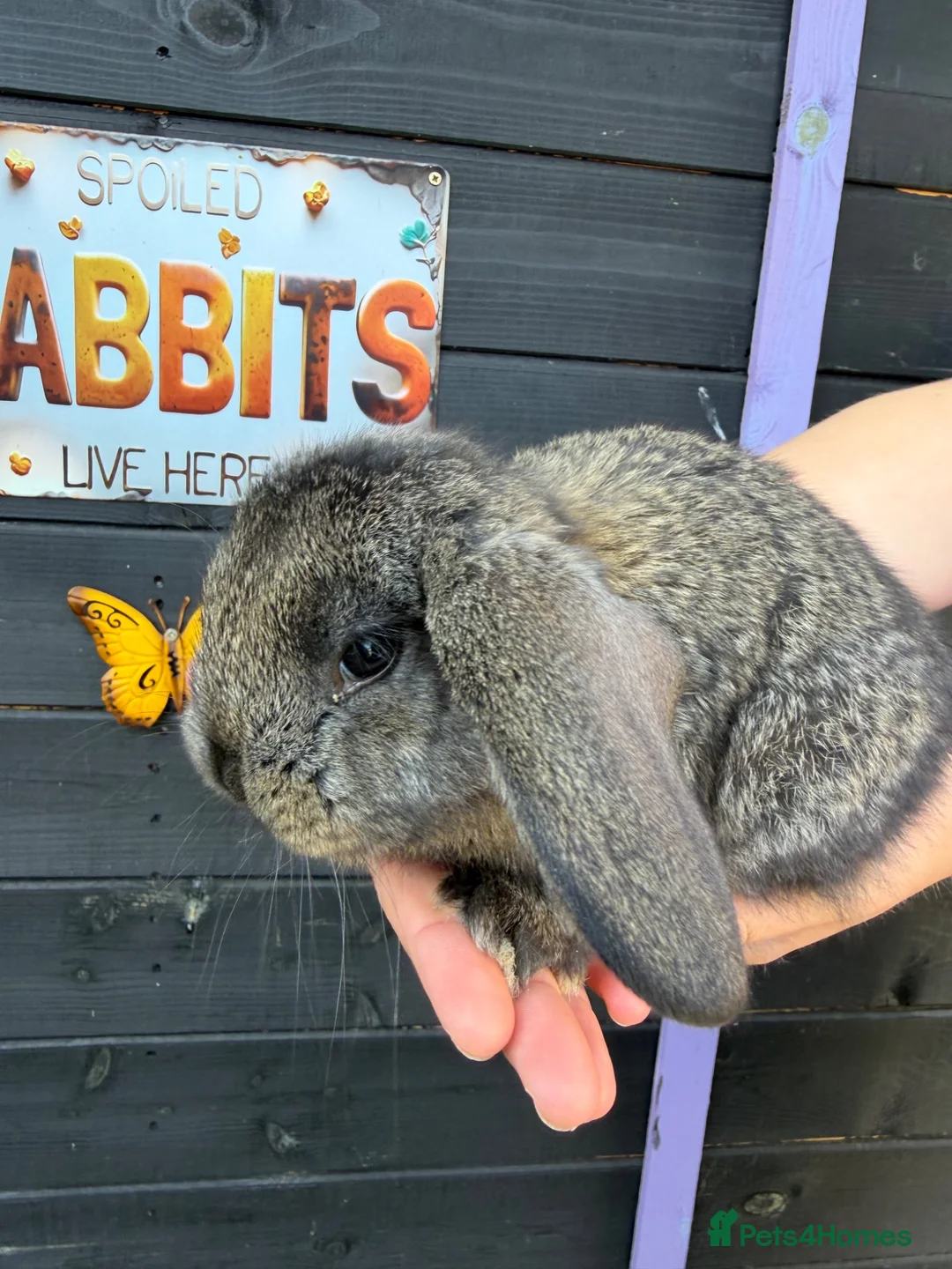 French Lop rabbits for sale: French lops  - Advert 1