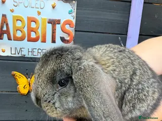 French Lop rabbits French lops - Advert 4
