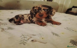 Miniature Dachshund dogs for sale: *1 boy available* - Miniature Dachshunds - Image 1