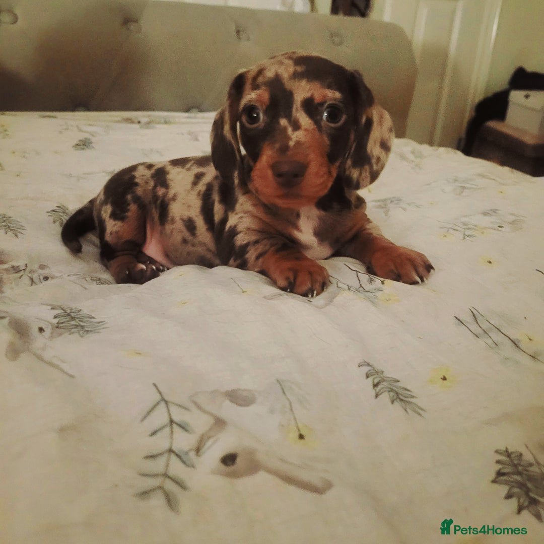 Miniature Dachshund dogs for sale: *1 boy available* - Miniature Dachshunds - Image 1