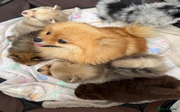 Pomeranian dogs for sale: 💕Beautiful Black Pomeranian Girl💕 - Image 10