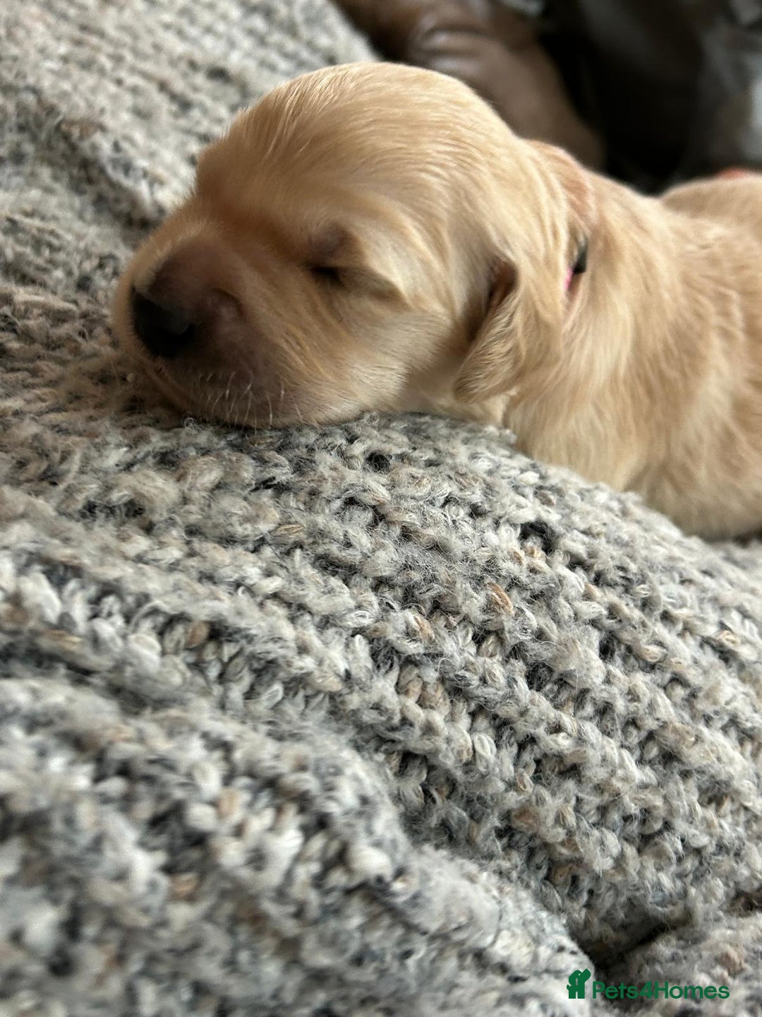 Golden Retriever dogs for sale: ✨ When Bella Met Loki 💛 - Image 13