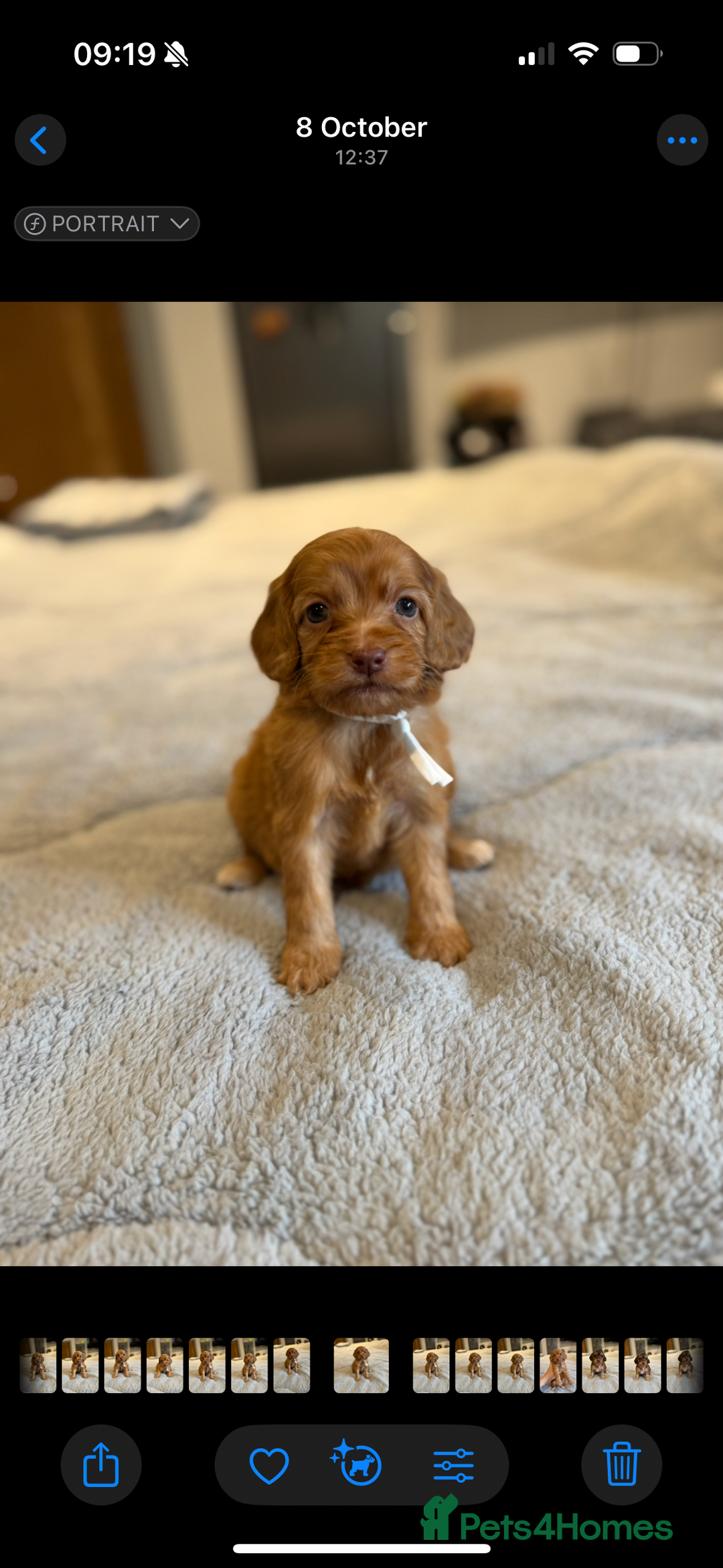 Cockapoo dogs for sale: WAITING LIST OPEN FOR SHOW SPANIELS AND COCKAPOOS - Advert 12