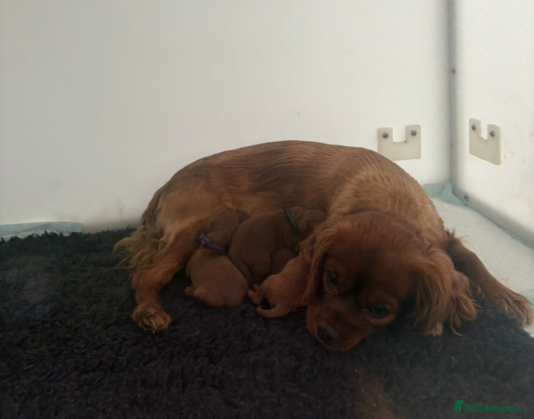 Miniature Poodle dogs for stud: K.C. Reg Miniture Poodle  - Image 7
