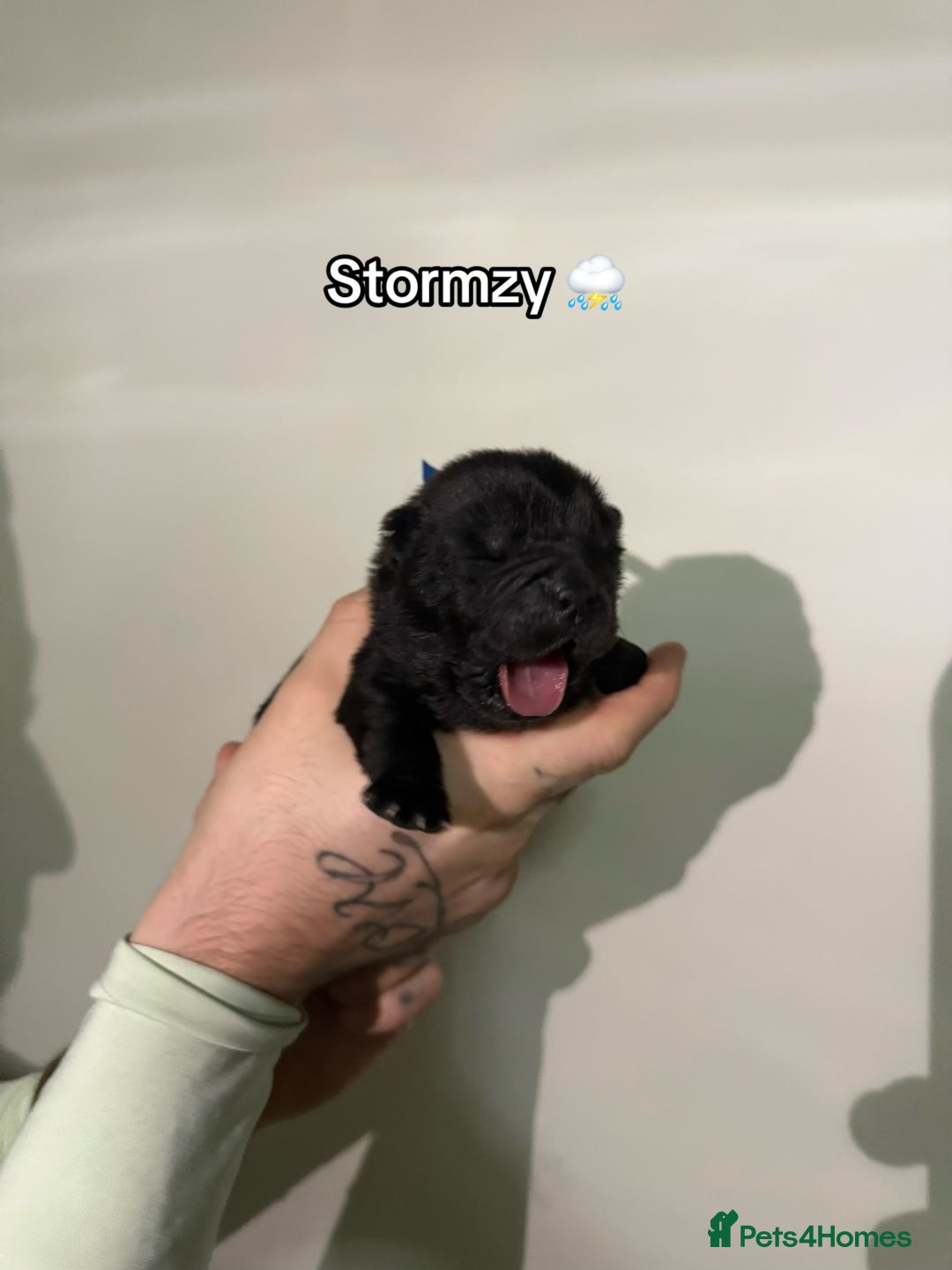 Chow Chow dogs for sale: 🍬Beautiful chow litter kc registered 🍬 - Advert 22