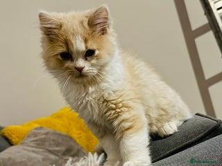 Persian cats - Advert 3