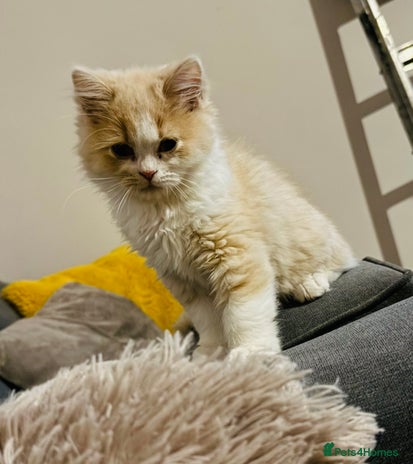 Persian cats - Advert 3