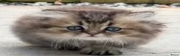 British Shorthair cats for sale: Pedigree British Shorthair  - Advert 15
